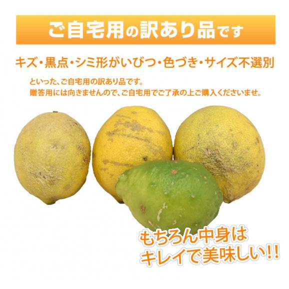 レモン 訳あり 国産レモン 送料無料 5kg 熊本県産 減農薬 防腐剤ワックス不使用 れもん グリーンレモン 国産04