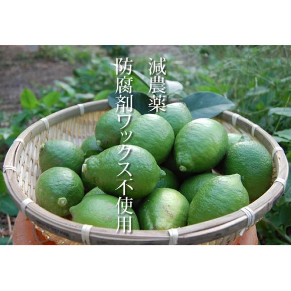 レモン 訳あり 国産レモン 送料無料 5kg 熊本県産 減農薬 防腐剤ワックス不使用 れもん グリーンレモン 国産05