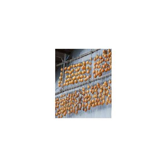 【自家製干し柿作り用（つるし柿）】西条柿【渋柿】約5ｋｇ〔送料無料〕〔鳥取県産〕[常温]10月下旬から11月上旬頃予約順出荷03