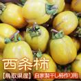 【自家製干し柿作り用（つるし柿）】西条柿【渋柿】約5ｋｇ〔送料無料〕〔鳥取県産〕[常温]10月下旬から11月上旬頃予約順出荷