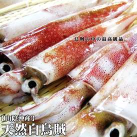 【送料無料】鳥取県産【白イカ】5杯セット（60-90g程度×5杯入り）[冷凍]【しろいか】【いか】【イカ】