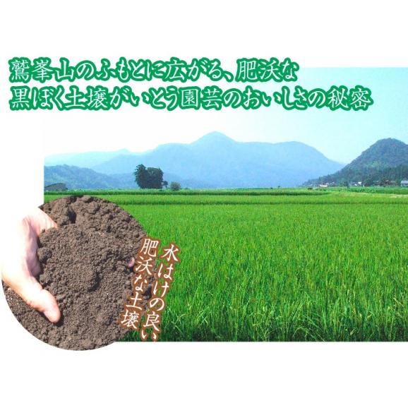 【いとう園芸産】シャインマスカット！1.2キロセット（1-2房入）送料無料【鳥取県産】 【ご自宅用お値打ち品】【10月上旬以降収穫があり次第（日にち指定不可）】02