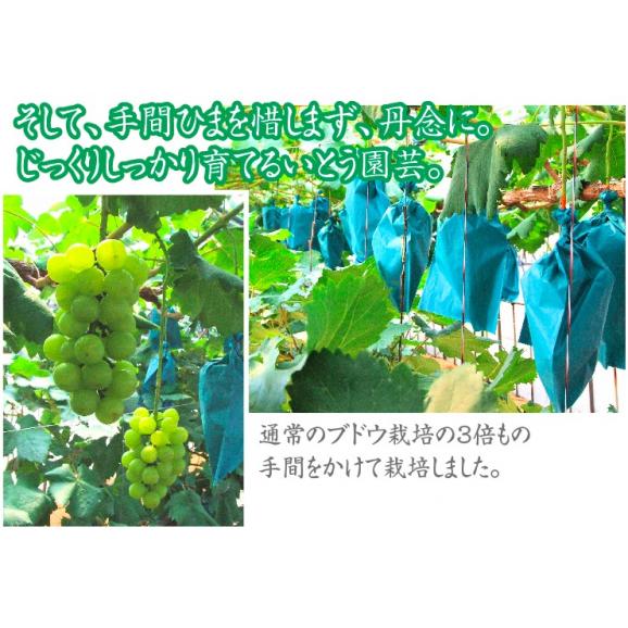 【いとう園芸産】シャインマスカット！1.2キロセット（1-2房入）送料無料【鳥取県産】 【ご自宅用お値打ち品】【10月上旬以降収穫があり次第（日にち指定不可）】03