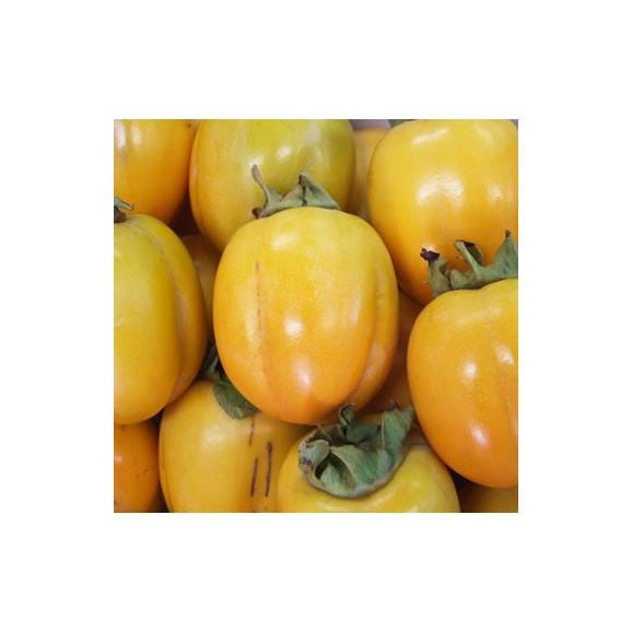 【鳥取県産】西条柿【渋抜き済み】（進物用）10ｋｇ〔送料無料〕[（M）82玉-（4L）42玉][常温]【10月下旬～11月中旬収穫があり次第出荷】03