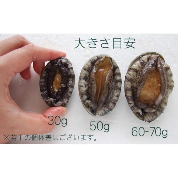 【送料無料】〔エゾアワビ〕[活生]5枚セット(50g×5枚)〔冷蔵〕【出荷の温度帯が選べます】03