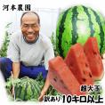 【予約販売】送料無料［訳あり］河本農園　鳥取スイカ【超特大サイズ！】（1玉10ｋｇ以上)（5Ｌ）［鳥取県産西瓜］【6月下旬以降収穫があり次第発送】