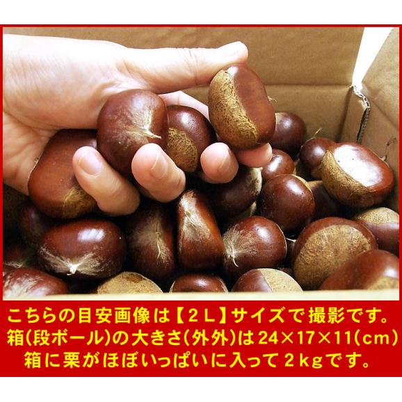 【予約】希少な品種【栗の王様！利平栗】（2Lサイズ）約２kg【送料無料】【冷蔵便】岡山県産【9月下旬-10月中旬収穫があり次第（日にち指定不可）】02