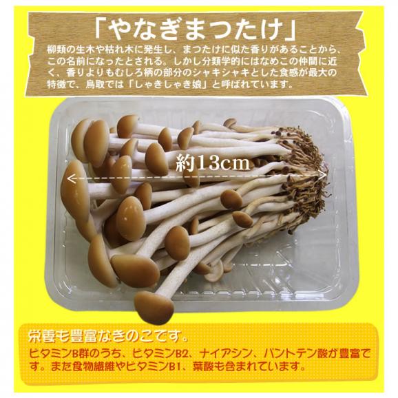 鳥取県産「やなぎまつたけ」　120ｇ×6パック ［冷蔵便］【送料無料】ヤナギマツタケ02