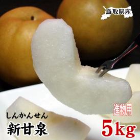 【予約】新甘泉【進物用】5kgセット(8-15玉程度)【送料無料】[常温]【鳥取県産】【9月上旬以降予約順出荷】しんかんせん 梨