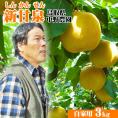 【予約】【中野農園】新甘泉【自家用】3kgセット(6-10玉程度)【送料無料】[常温]【鳥取県産】[農家指定商品]【9月上旬以降予約順出荷】しんかんせん 梨