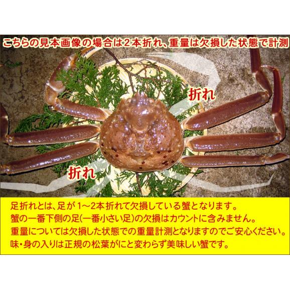 【最短発送日表示通りの発送は不可】[発送時に活きている]活松葉がに[訳あり][足折れ混じり]超特大　1枚(1kg前後)【送料無料】【11月中旬以降予約順出荷予定（日にち指定不可）】03
