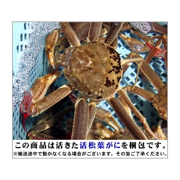 【最短発送日表示通りの発送は不可】[発送時に活きている]活松葉がに[タグ付：贈答用]特大　1枚(800g前後)【送料無料】【11月中旬以降予約順出荷予定（日にち指定不可）】04