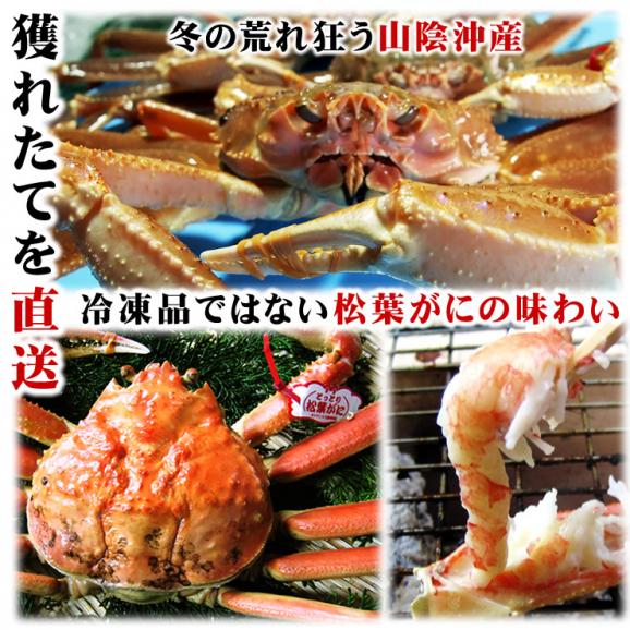 【最短発送日表示通りの発送は不可】[発送時に活きている]活松葉がに[タグ付：贈答用]特大　1枚(800g前後)【送料無料】【11月中旬以降予約順出荷予定（日にち指定不可）】05