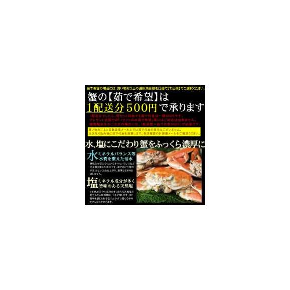 【最短発送日表示通りの発送は不可】[発送時に活きている]活松葉がに[タグ付：贈答用]特大　1枚(800g前後)【送料無料】【11月中旬以降予約順出荷予定（日にち指定不可）】02