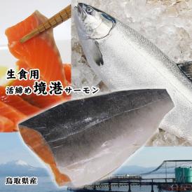 鳥取県産【境港サーモン(銀鮭)】フィーレ(400-500ｇ程度)生食用[冷凍]