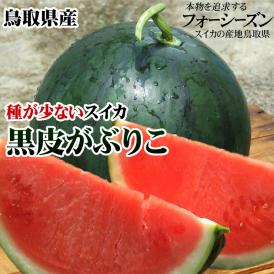 【予約】【棚落ち訳あり　自家用】河本農園の大玉黒皮スイカ（がぶりこ)1玉(6-8kg程度)（Ｌ-3Ｌ）【送料無料】【常温】【7月下旬以降収穫があり次第（日にち指定不可）】