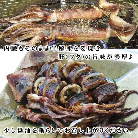 するめいか 丸物１５キロ 初物】−60℃真空冷凍で鮮度キープ！スルメイカ1㎏9〜11杯：秋田