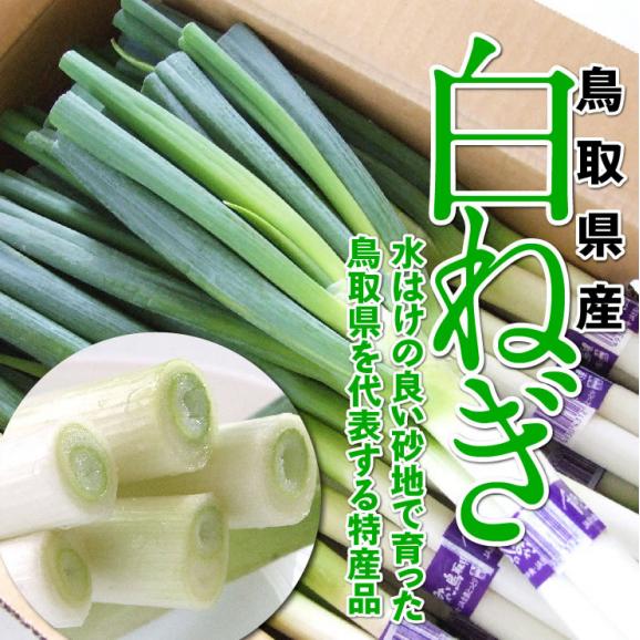 最短発送日表示通りの発送は不可】鳥取県産「白ねぎ」約3キロ 2L（2本×10束）[冷蔵][送料無料] しろねぎ 白ネギ （秋冬）｜本物を追求するフォーシーズンの通販・お取り寄せなら【ぐるすぐり】