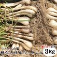 鳥取県北栄町産『ファーム山脇さんの葉付き根付き砂丘らっきょう』 【3ｋｇ】（サイズ混じり）砂付き[常温]<br>【5月下旬～6月下旬にご予約順発送予定】鳥取らっきょう