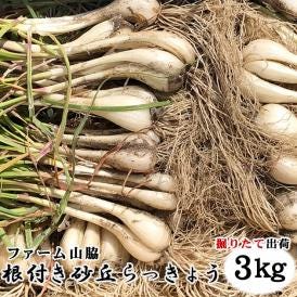 【予約販売】鳥取県北栄町産『ファーム山脇さんの葉付き根付き砂丘らっきょう』 【3ｋｇ】（サイズ混じり）砂付き[常温]<br>【5月下旬～6月下旬にご予約順発送予定】鳥取らっきょう ラッキョウ