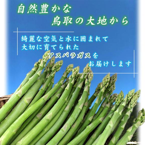 【最短発送日表示通りの発送は不可】田中農園　アスパラガス　500ｇセット　鳥取県料]産　[冷蔵]　[送料無 <br>【鳥取県特別栽培農産物】【7月上旬以降予約順出荷予定】02