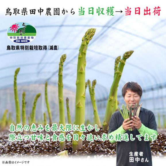 【最短発送日表示通りの発送は不可】田中農園　アスパラガス　500ｇセット　鳥取県料]産　[冷蔵]　[送料無 <br>【鳥取県特別栽培農産物】【7月上旬以降予約順出荷予定】04