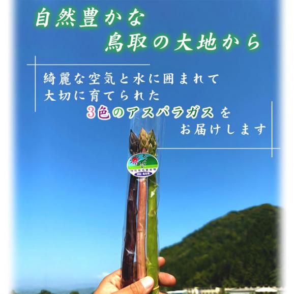【最短発送日表示通りの発送は不可】田中農園「アスパラガス 3種セット（緑・ピンク・紫）500ｇ」鳥取県産　[冷蔵]　[送料無料] <br>【鳥取県特別栽培農産物】【7月中旬以降予約順出荷予定】02