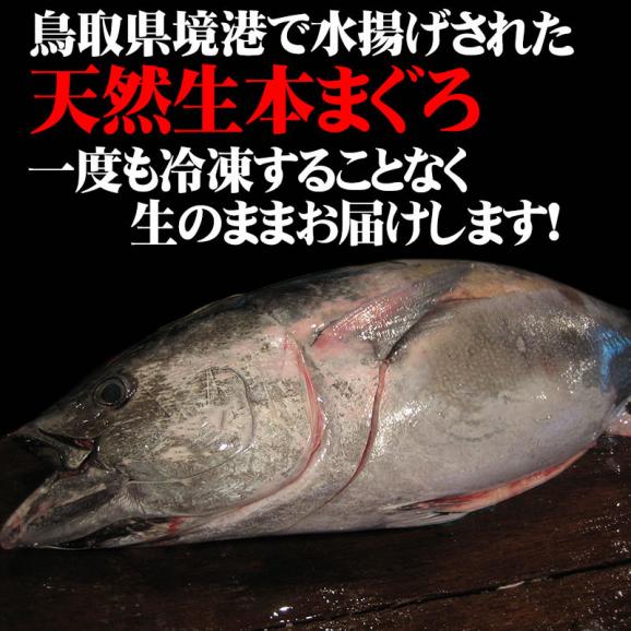 【予約】送料無料【鳥取県境港水揚げ】天然本マグロ 柵（赤身）[生]　500ｇセット（3-5柵入）【お刺身・塩焼きに！】【6月下旬以降予約順出荷】02