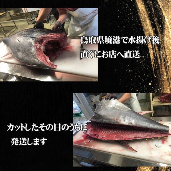 【予約】送料無料【鳥取県境港水揚げ】天然本マグロ 柵（赤身）[生]　500ｇセット（3-5柵入）【お刺身・塩焼きに！】【6月下旬以降予約順出荷】03