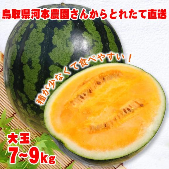 【予約販売】河本農園のスイカ 金色羅皇（こんじきらおう）（1玉7-9ｋｇ程度)（2Ｌ-4Ｌ）送料無料［鳥取県産西瓜］［常温]水分たっぷり♪！すいか　鳥取スイカ【6月下旬以降収穫があり次第発送】お中元 03