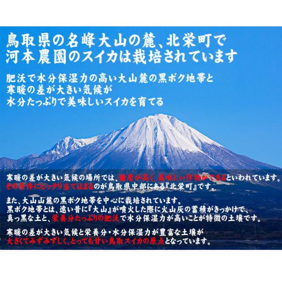 【予約販売】河本農園のスイカ 金色羅皇（こんじきらおう）（1玉7-9ｋｇ程度)（2Ｌ-4Ｌ）送料無料［鳥取県産西瓜］［常温]水分たっぷり♪！すいか　鳥取スイカ【6月下旬以降収穫があり次第発送】お中元 04