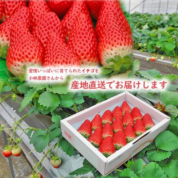 あきひめ（章姫）いちご ギフトセット 小林農園  わかば農法イチゴ 送料無料 鳥取県産 贈り物 [冷蔵]【到着日指定不可】02