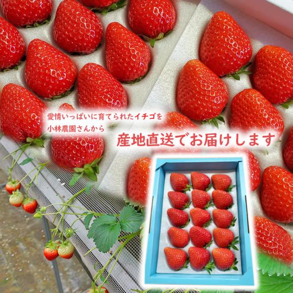 とっておき　苺　ギフトセット 小林農園  わかば農法イチゴ 送料無料 鳥取県産 鳥取県新ブランド苺 贈り物 [冷蔵]02