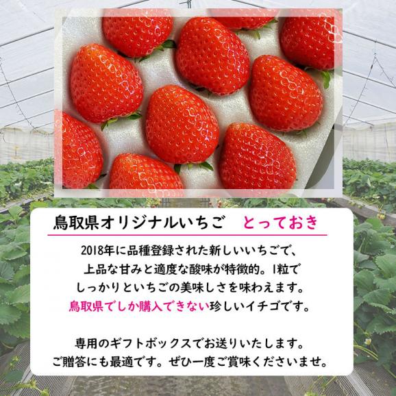 とっておき　苺　ギフトセット 小林農園  わかば農法イチゴ 送料無料 鳥取県産 鳥取県新ブランド苺 贈り物 [冷蔵]03