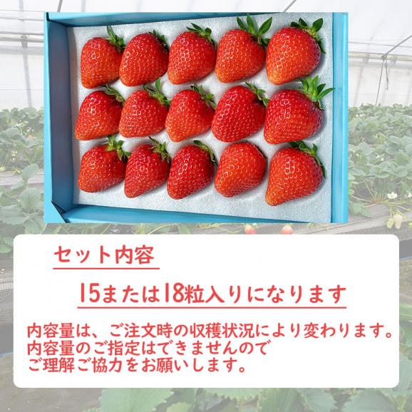 とっておき　苺　ギフトセット 小林農園  わかば農法イチゴ 送料無料 鳥取県産 鳥取県新ブランド苺 贈り物 [冷蔵]04