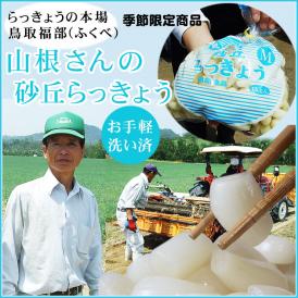 【予約販売】本場福部(ふくべ)産『山根さんの砂丘らっきょう洗い』1kg（Ｓ-Ｍサイズ）[常温便]1配
