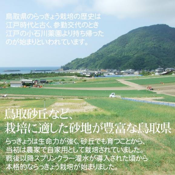 『新物予約』本場福部(ふくべ)産『山根さんの砂丘らっきょう （洗い）』1kg（Ｓ-Ｍサイズ）[常温]1配送先3セットご注文で送料サービス【5月下旬以降予約順発送予定】02