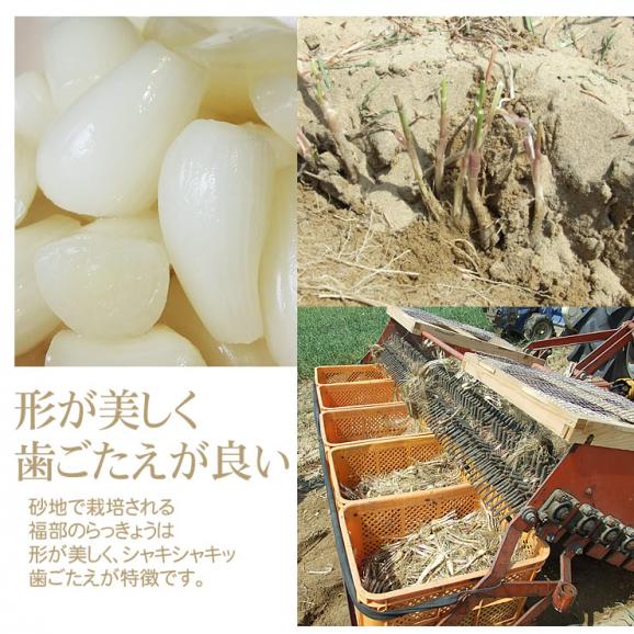『新物予約』本場福部(ふくべ)産『山根さんの砂丘らっきょう （洗い）』1kg（Ｓ-Ｍサイズ）[常温]1配送先3セットご注文で送料サービス【5月下旬以降予約順発送予定】03