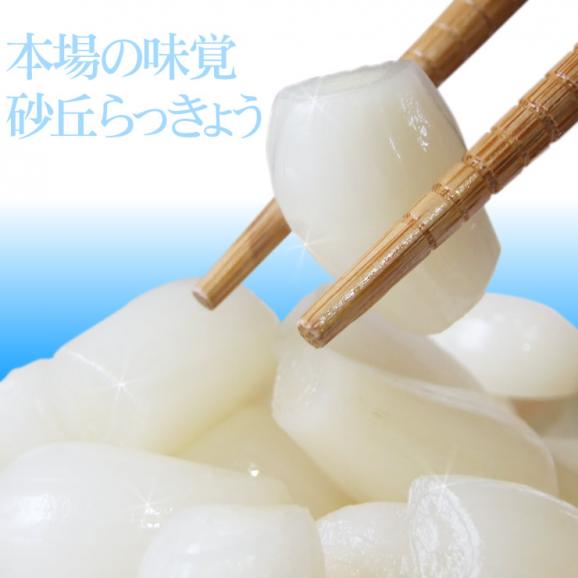 『新物予約』本場福部(ふくべ)産『山根さんの砂丘らっきょう （洗い）』1kg（Ｓ-Ｍサイズ）[常温]1配送先3セットご注文で送料サービス【5月下旬以降予約順発送予定】04