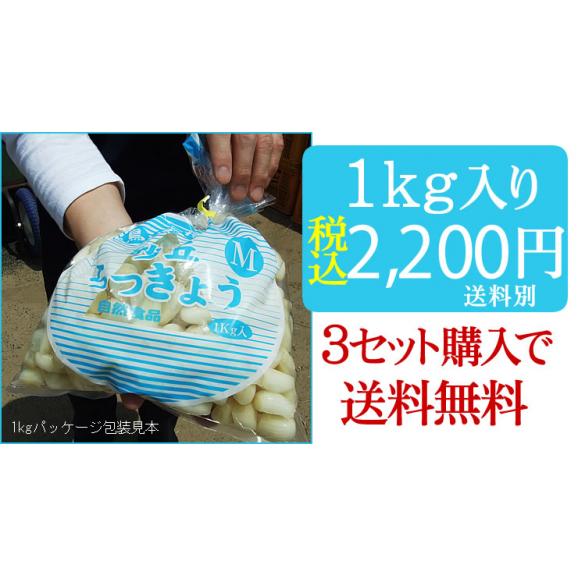 『新物予約』本場福部(ふくべ)産『山根さんの砂丘らっきょう （洗い）』1kg（Ｓ-Ｍサイズ）[常温]1配送先3セットご注文で送料サービス【5月中旬以降予約順発送予定】05
