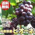 送料無料! 鳥取県産【種無しぶどう〔ピオーネ〕(約２kg前後で3-5房入）[冷蔵]【8月上旬以降収穫があり次第出荷（日にち指定不可）】