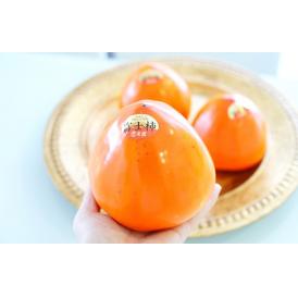 【数量限定】1玉約550gにもなる特大玉の富士柿。キズが少なく美しい特選品！贈り物やご挨拶に。