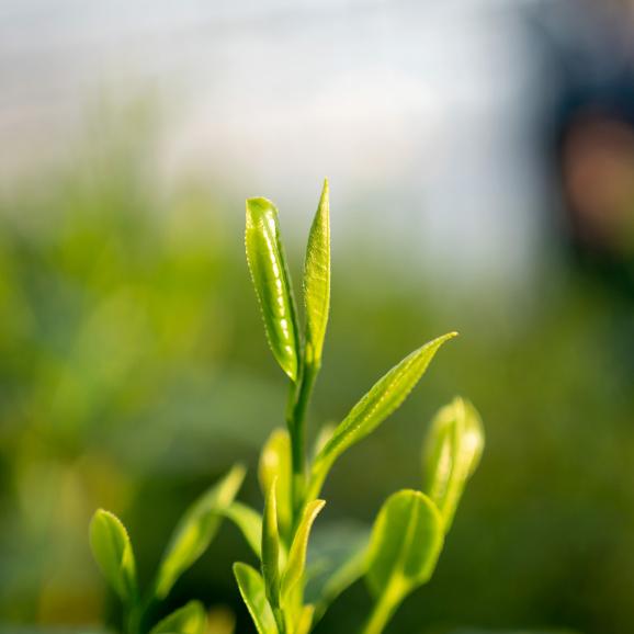 鹿児島新茶 ほのか 50g袋05