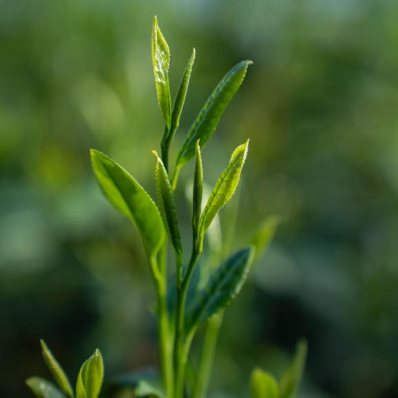 鹿児島新茶 若葉の風 50g袋05