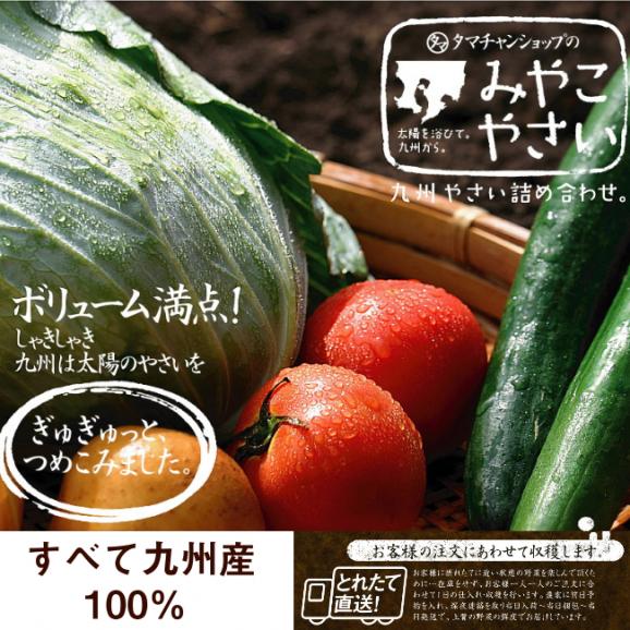 九州野菜１３品ベストセレクション 【送料無料】06