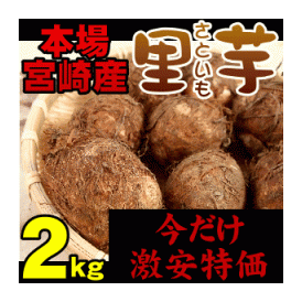 宮崎産新里芋 (さといも・サトイモ)２ｋｇ 里芋の本場！宮崎の温暖な気候と清らかな水で育んだ美味しいサトイモをお届け♪ 【里芋】【さといも】【サトイモ】