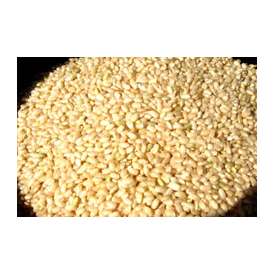 国産玄米の真の実力！発芽玄米3000ｇ(宮崎産)量もたっぷり！