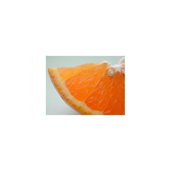 栗山園のセミノールオレンジLサイズ５kg【送料無料（北海道、沖縄は1000円）】05