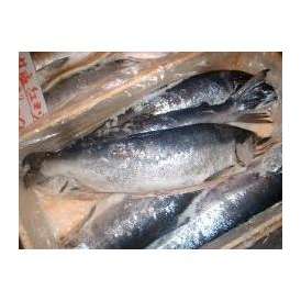 沖塩紅鮭(少々キズ有)1本-2kg以上【送料無料】