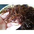 函館 産 天然　生ふのり1袋-500g